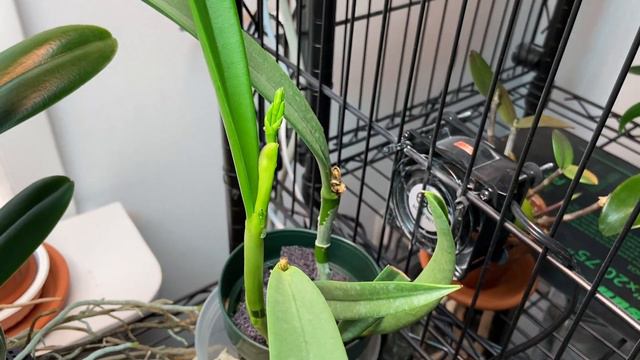 Orchid Anatomy: Sheaths! смотреть онлайн