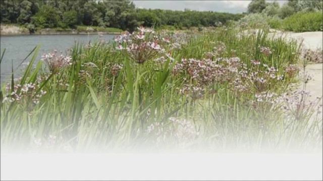Дон Муз. исп. Воронцов Виктор, сл. Абрамова Вера смотреть онлайн