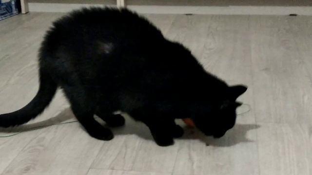 Как заставить кошку двигаться? смотреть онлайн