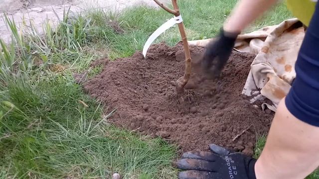 Посадка ШЕЛКОВИЦЫ . Сорт Шелли и Галиция смотреть онлайн