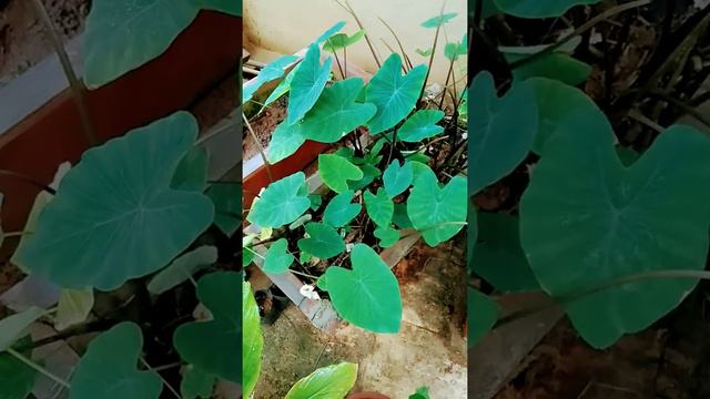 Betel Leaf, Turmeric Leaves, Patrado Leaves, Ginger, Lime What Else You Need For Good Health