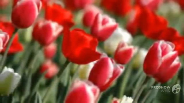 Тюльпановый рай в Голландии. смотреть онлайн