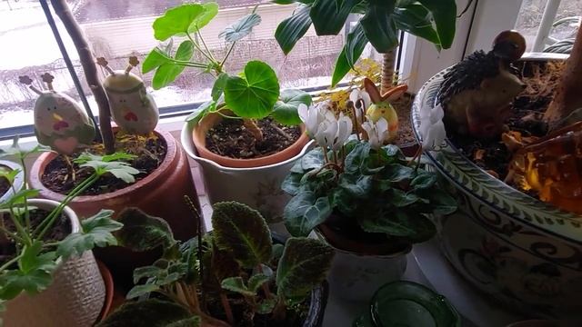 комнатные растения в феврале смотреть онлайн