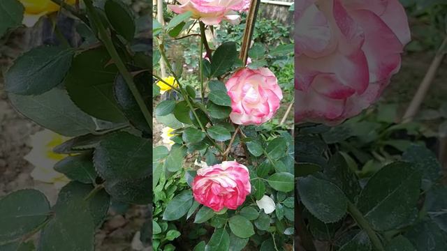 Cherry Parfait 🌹 смотреть онлайн