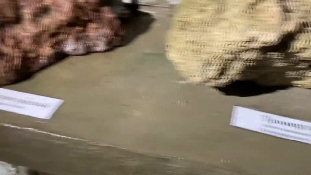 Пищера сафари парка смотреть онлайн
