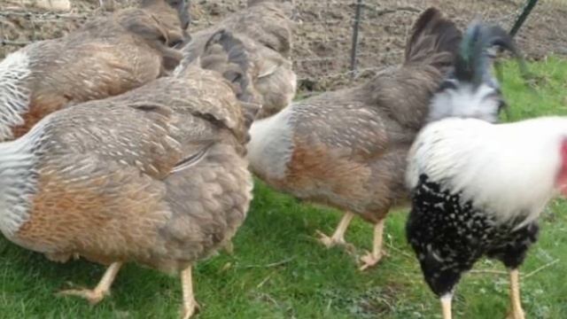 Разведение кур породы Доркинг как бизнес идея | Куры Доркинг смотреть онлайн