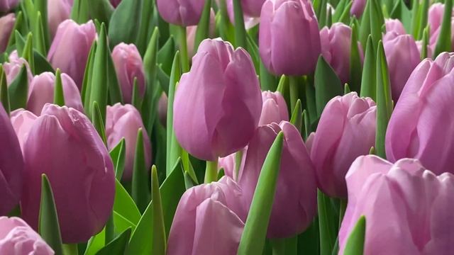 Сорт тюльпанов Argos. Отличный лиловый тюльпан смотреть онлайн