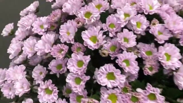 БУКЕТ ИЗ 25 ХРИЗАНТЕМ САНТИНИ