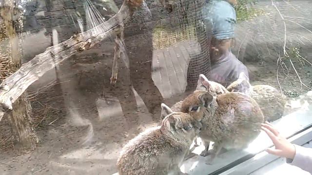 В зоопарке 🐒🐅🐫🐿️МНОГОДЕТНАЯ МАМАШКА 👍 смотреть онлайн