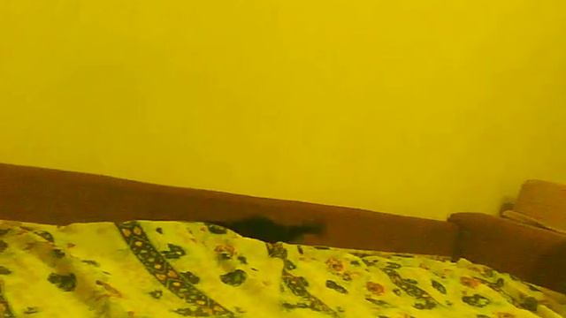 Коша носится по дивану