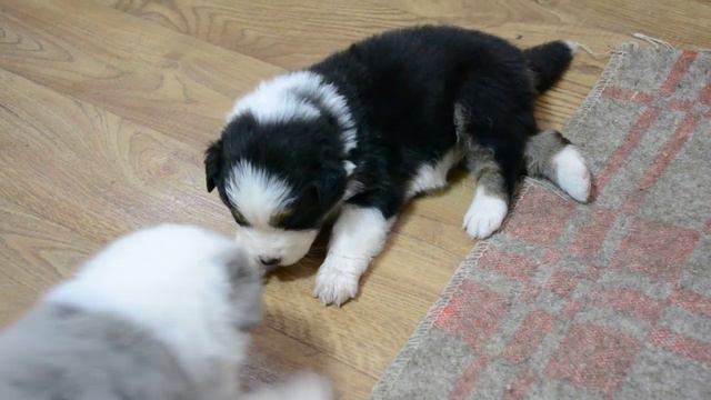 помет Д 042 смотреть онлайн