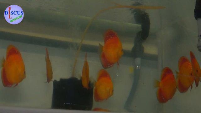 Огромный аквариум с дискусами, декорация, уборка, заселение смотреть онлайн