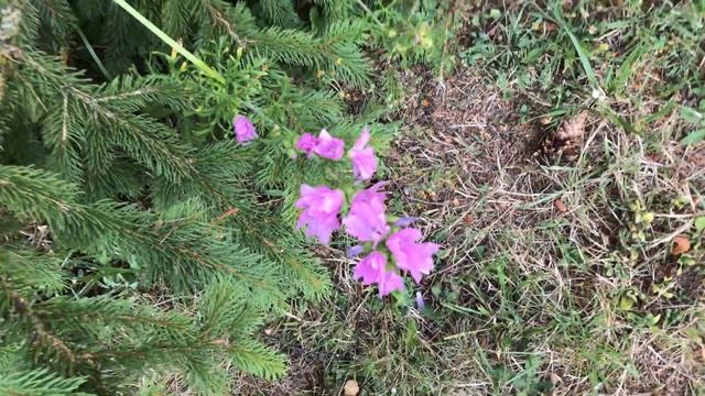Mauve musquée 'Malva moschata' Vivace florifère qui se ressème смотреть онлайн