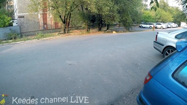 Рыжик на птичьем рынке нашел котенка от Куки смотреть онлайн