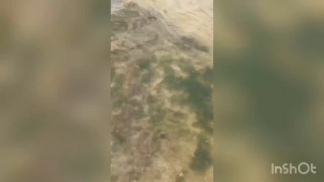 Село Заградовка, Есильский район. смотреть онлайн