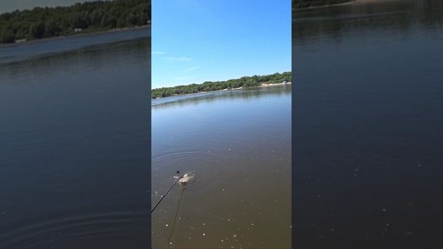 ВОТ ЭТО ЛЕЩ МОНСТР ПОПАЛСЯ НА ОКЕ/ РЫБАЛКА НА ОКЕ
