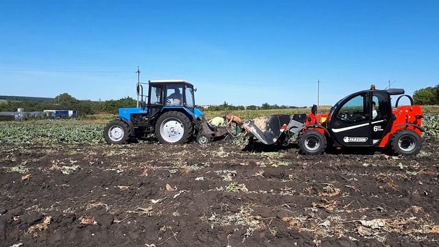 Уборка хрена. хренокопалка смотреть онлайн