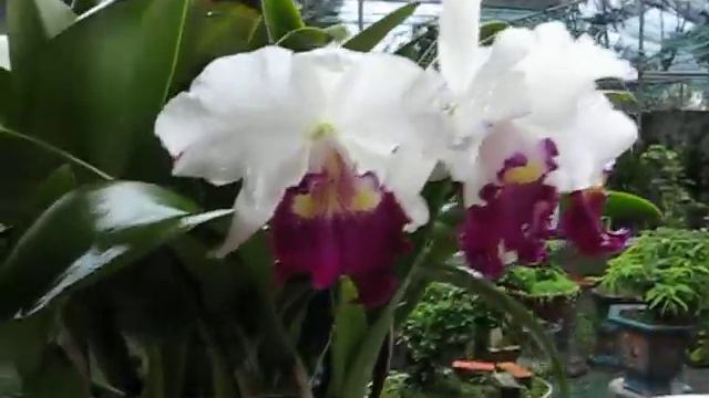 Blc Long River * Golden star* смотреть онлайн