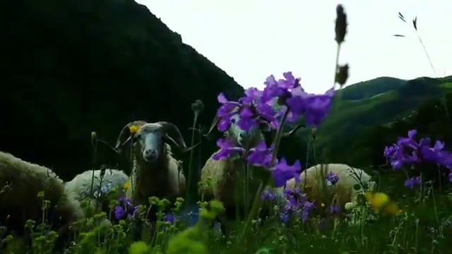 край мой родной . Дагестан. дидоэтия смотреть онлайн