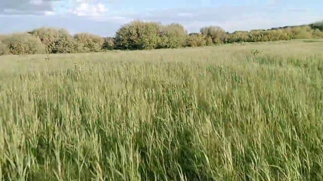 Мое поле.Трава по пояс.Природа родного края. смотреть онлайн