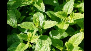 Органическое земледелие. Что это?