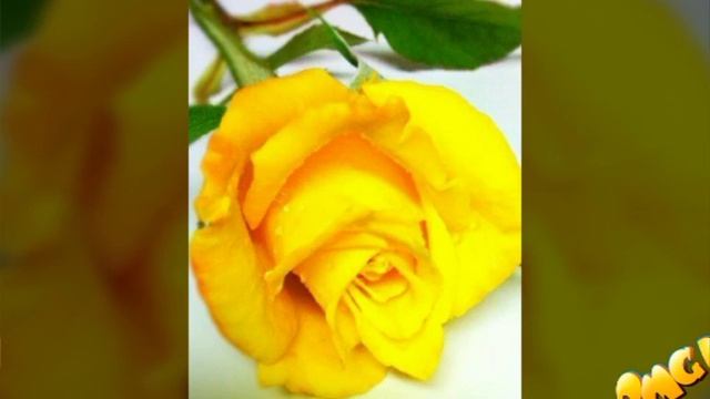 Красивые летние картинки смотреть онлайн