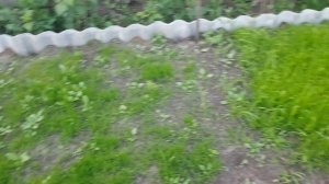 Посадка газона. Сравнение разных газонных семян.