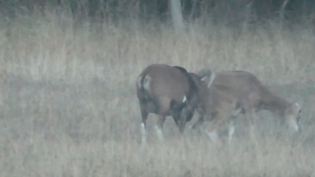 Муфлоны самец, самка, молодые ягнята. Mouflon Male, Female