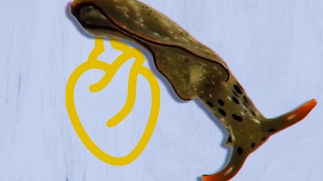 This Is What All Mantises Are Afraid of смотреть онлайн