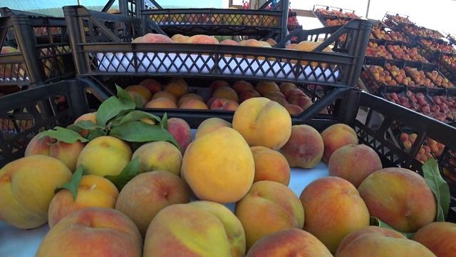 Заехали на ПРИДОРОЖНУЮ ЯРМАРКУ. Показываю ЦЕНЫ НА ФРУКТЫ В КРАСНОДАРСКОМ КРАЕ