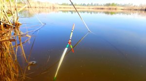 КАРАСЬ ТОПИТ на КАЖДОМ ЗАБРОСЕ!!! Ловля Карася на Поплавок. #рыбалка  #ловлякарася