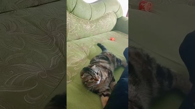 Человеку надо мало #стихи #жизнь #истины #история #любовь #безруков #кошки #вислоухийкот #любовь