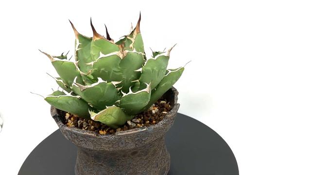 Agave titanota “FO76” смотреть онлайн