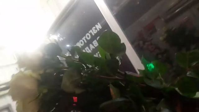 #как выбрать свежую розу смотреть онлайн