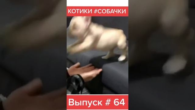 Приколы,юмор . смотреть онлайн