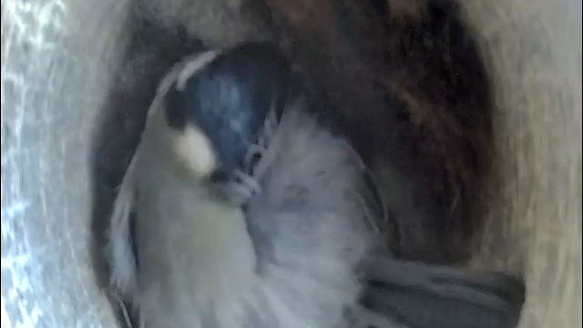 2021-05-01 18:41 Синица укладывается спать. превращаясь в пуховой шарик. смотреть онлайн