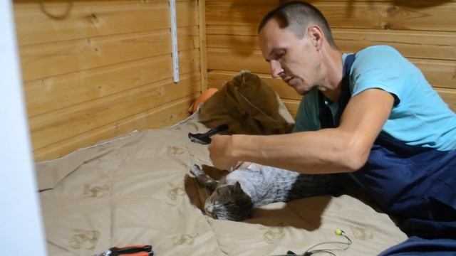 Подстричь когти кошке, личный парикмахер смотреть онлайн