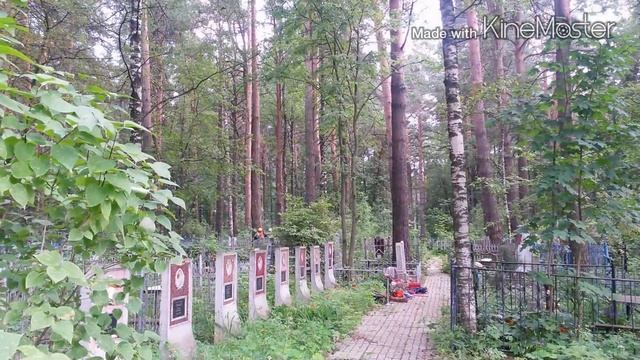 Завешиваем сосну смотреть онлайн