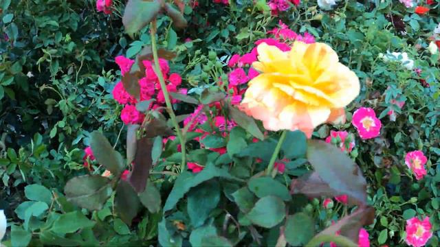 HIBISCUS & ROSE BEAUTY OF GALIFF STREET In 4K| LARGEST EXOTIC FLOWER PLANT HAAT|Best Flowers Foreve