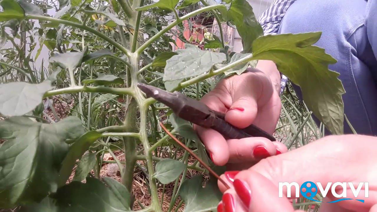 Забудьте про ФИТОФТОРУ томатов!