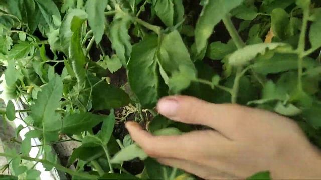 ТОМАТЫ СЛАДКИЕ БУДУТ ПОДКОРМИТЕ ОБЯЗАТЕЛЬНО смотреть онлайн