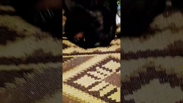 В квартире холодно.Бутылка с горячей водой для тепла всем 🐱🎸🤗🙏🌐✌️🇷🇺 смотреть онлайн