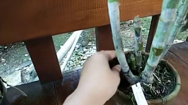 Dendrobium Hybrid Mutation Flower