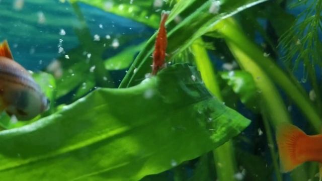 ?Кормление аквариумных рыбок меченосцы, моллинезии, сиамские водорослееды, креветки, хелены, сомики смотреть онлайн