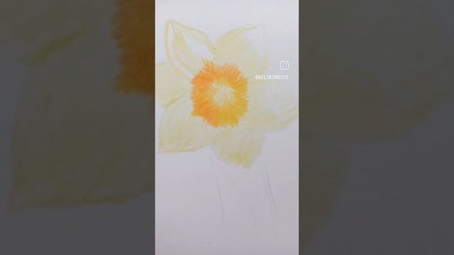 Рисуем нарцисс цветными карандашами смотреть онлайн