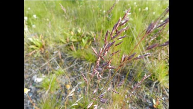 А зачем мятлик? смотреть онлайн