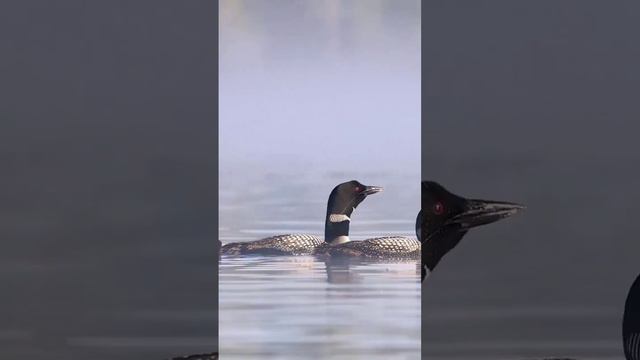 Beautiful Duck sound & crowing """" смотреть онлайн