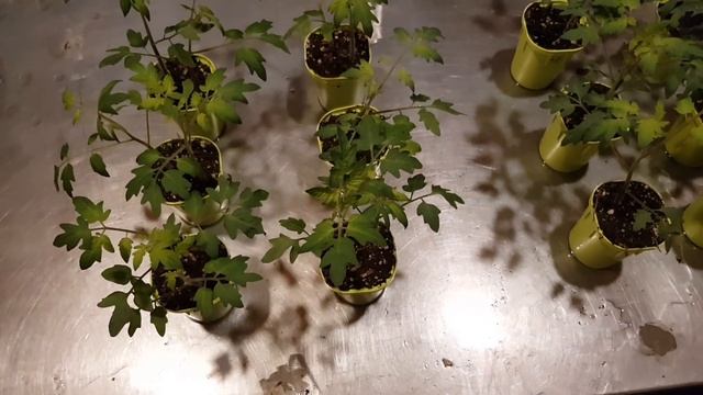 // КЛУБНИКА АЗИЯ СТАЛА НЕЙТРАЛОМ // ЧТО ПРОИЗОШЛО В ГРОУБОКСЕ // смотреть онлайн