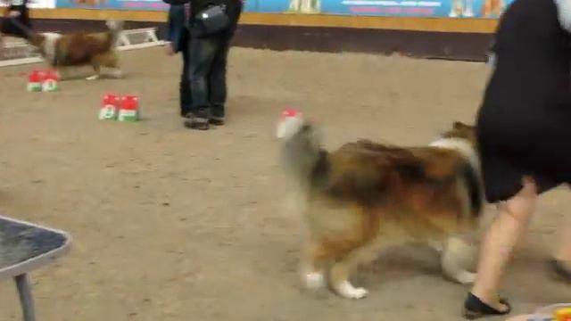 a 005 Минск, САСИВ 24-02-2018, колли, кобели- чемпионы смотреть онлайн