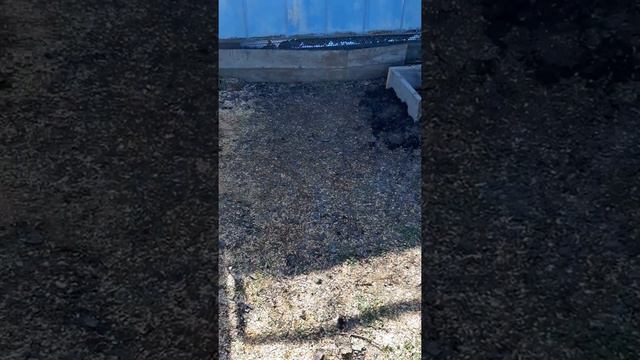 Кане корсо строим вольер#открываю посылку смотреть онлайн